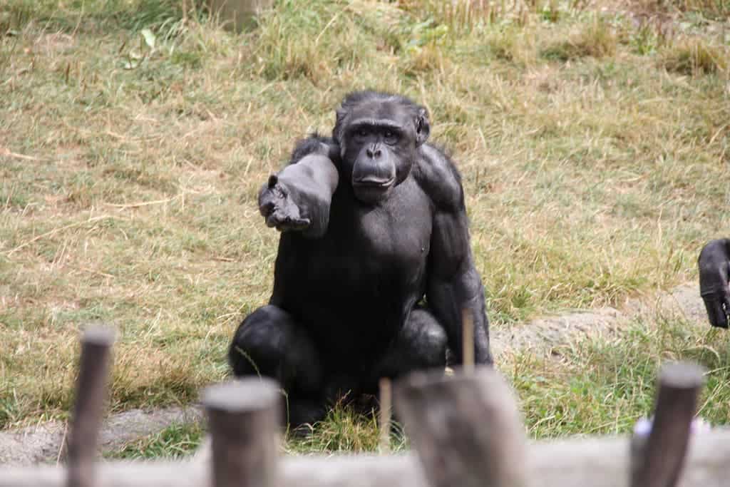 La Compréhension Avancée du Geste chez les Grands Singes Dessine les Premiers Développements du Langage chez l'Humain