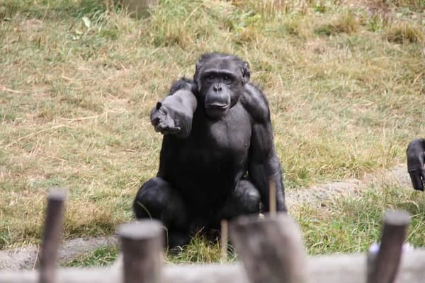 La Compréhension Avancée du Geste chez les Grands Singes Dessine les Premiers Développements du Langage chez l'Humain